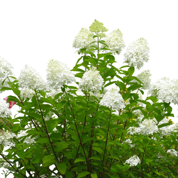 Pee Gee Hydrangea  Live Flowering Shrubs with White Blooms, 2 Gallon Potted, Set of 2
