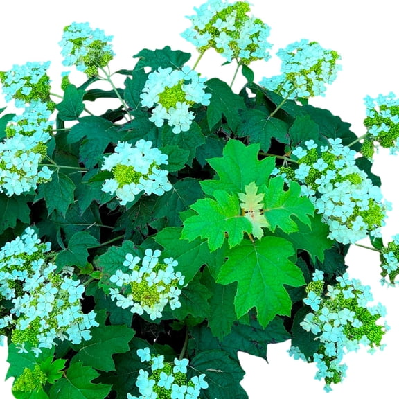 Pee Wee Oakleaf Hydrangea Live Compact Flowering Shrubs with White Blooms, Liner/Starter Potted, Set of 2