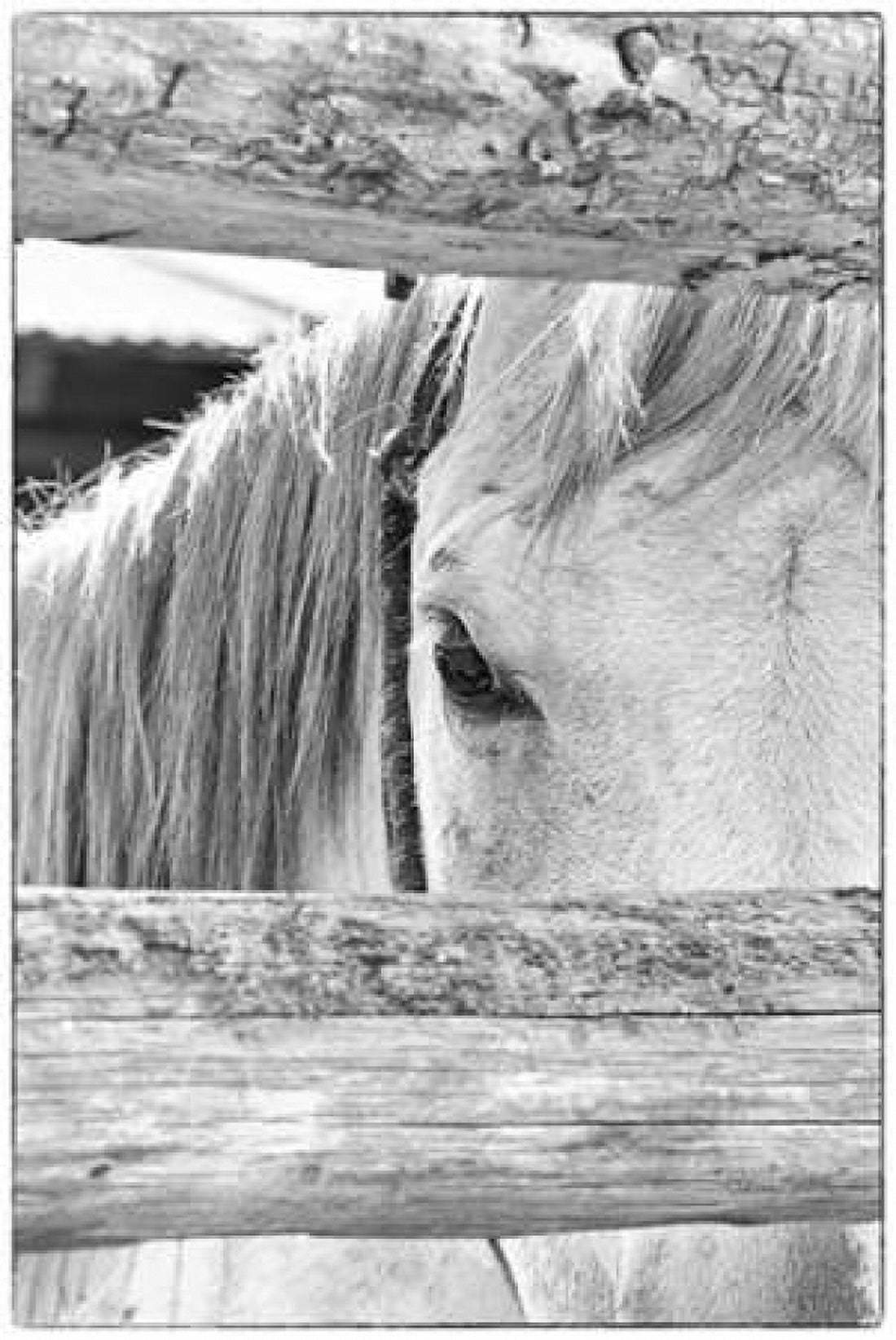 Peek B and W Canvas Art - Ramona Murdock (12 x 18)