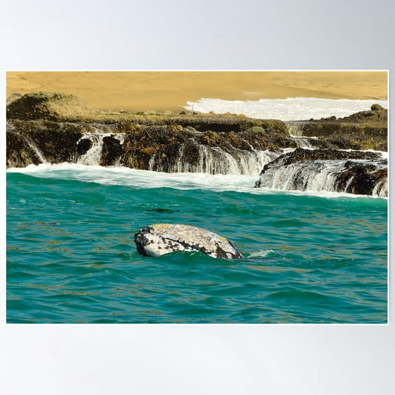 Peeking Gray Whale Poster Wall Art, Modern Wall Decor For Living Room Bedroom, 16x24 UNFRAMED