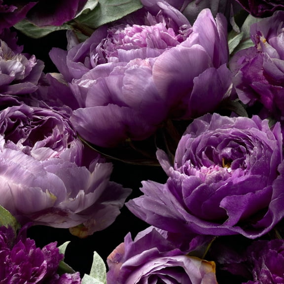 Peel and Stick Wallpaper Purple Peony Flowers Close Up Floral Elegant Lavender Violet Wall Mural 17.7in x 9.8ft Self Adhesive Removable Wall Paper for Nursery Bedroom Cabinets