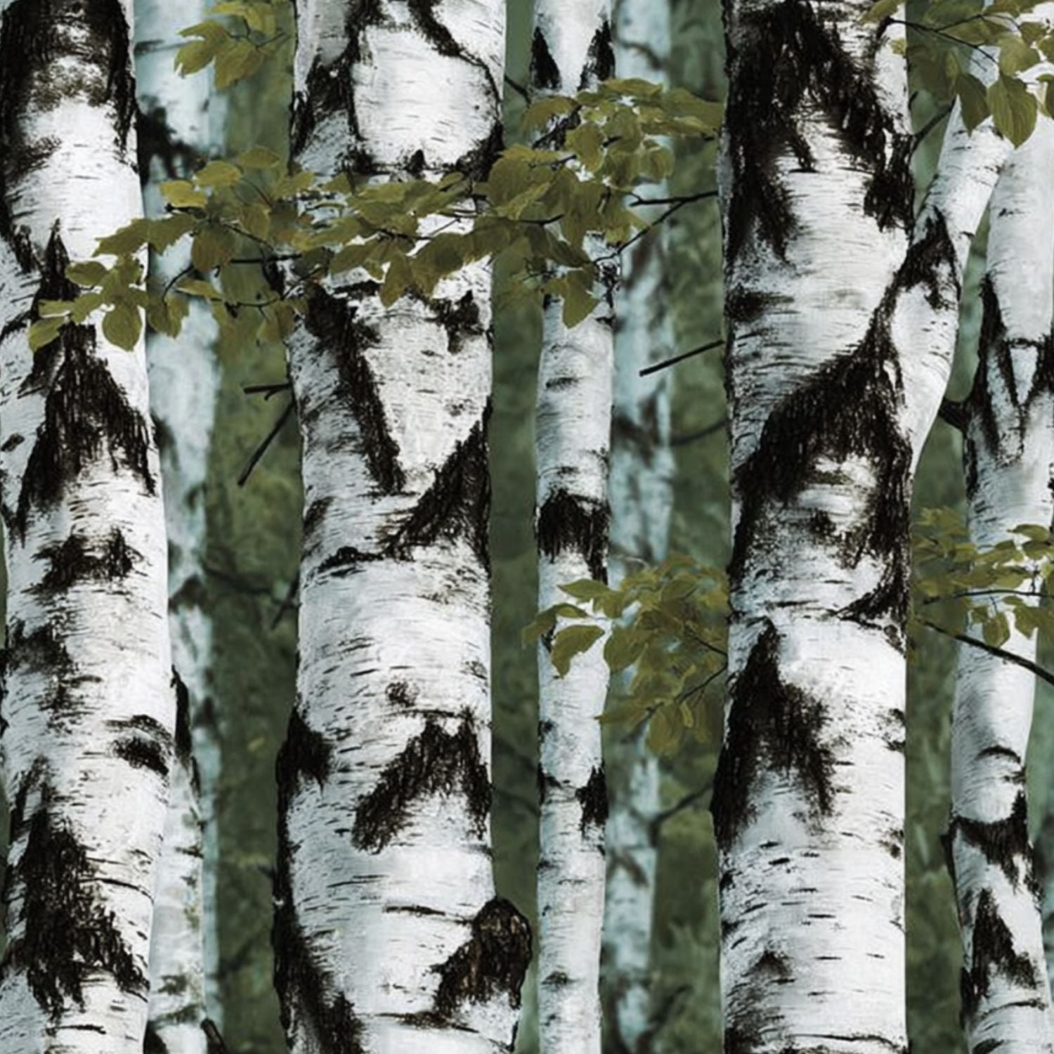 Peel and Stick Wallpaper White Birch Tree Forest Striking Black Bark ...