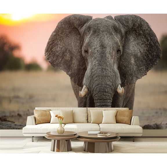 Peel and Stick Wallpaper Waterproof An African elephant walking towards camera sunset Wall Mural Decor Self Adhesive and Removable 69in x 98in