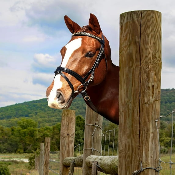 Peeping Animal Metal Garden Decor:Full Color Fence Decoration Outdoor,Funny Garden Ornaments,Farm Animal Metal Yard Art for Fence,Yard,Farmhouse (Horse)