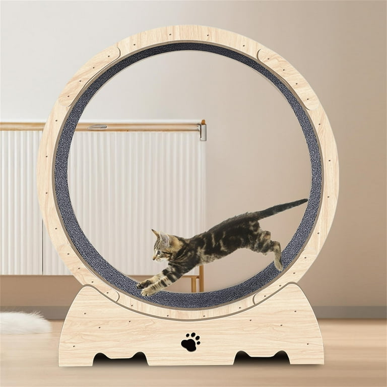 Cat running on wheel fashion