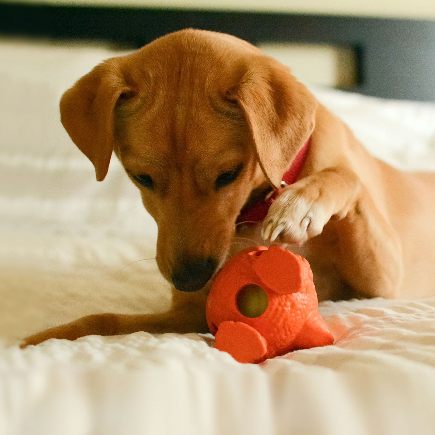 Pefilos Dog Chew Toys, Durable Dog Toys for Teething with Natural Rubber, Small and Medium Dog (Green+Orange) Pefilos Dog Chew Toys, Durable Dog Toys for Teething with Natural Rubber, Small and Medium Dog (Green+Orange)