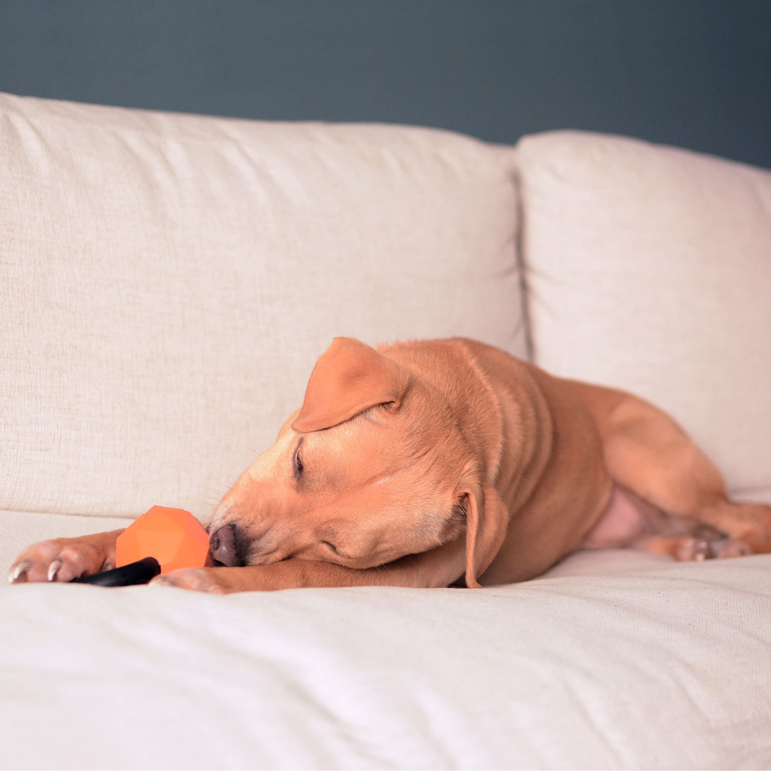 Pefilos Dog Chew Toys for Teething Small Dogs, Toys for Puppies, Interactive Small Pet Dog Toy, Durable, Orange Pefilos Dog Chew Toys for Teething Small Dogs, Toys for Puppies, Interactive Small Pet Dog Toy, Durable, Orange