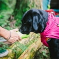 thumbnail image 1 of Pefilos Pet Dog Coats for Large Dogs Winter Waterproof Windproof Reversible Dog Jacket for Small Dogs Winter, Adjustable Drawstring Warm Dog Coats for Medium Dogs Girl Sport Vest Pink L, 1 of 3