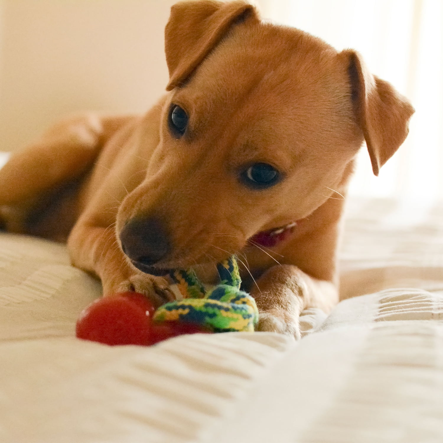 Pefilos Puppy Chew Toys, Interactive Small Pet Dog Toy, Fruit Toy 2PK Pefilos Puppy Chew Toys, Interactive Small Pet Dog Toy, Fruit Toy 2PK