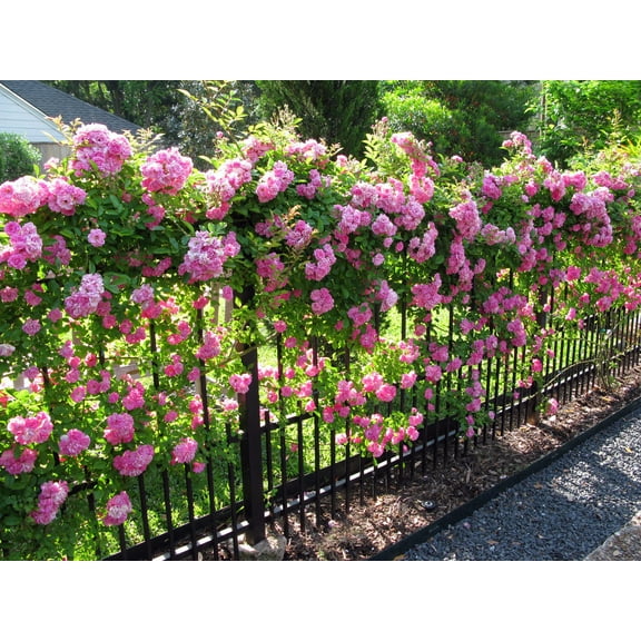 Peggy Martin Climbing Rose - Live Plant - ( 1 QT )