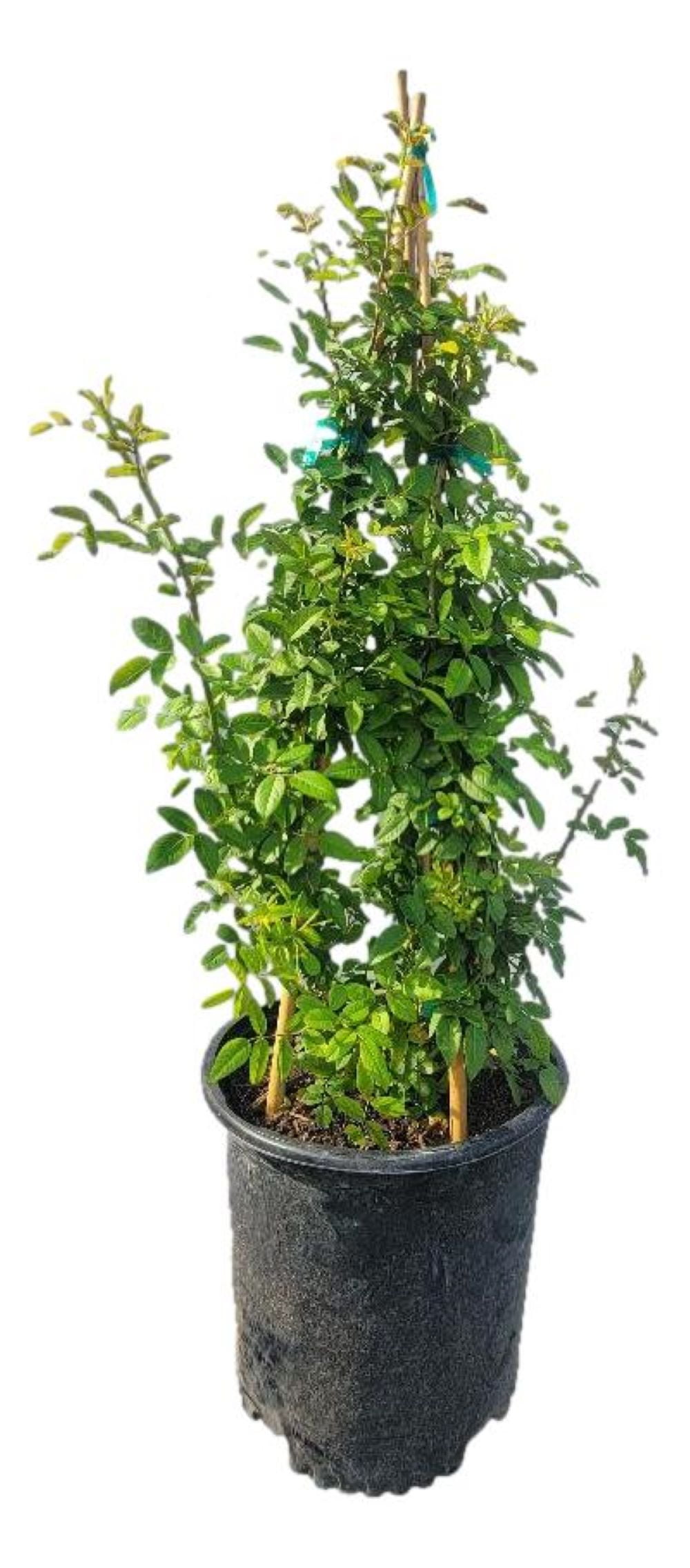 Peggy Martin Pink Climbing Rose - Live Plant - 3 Gallon Pot