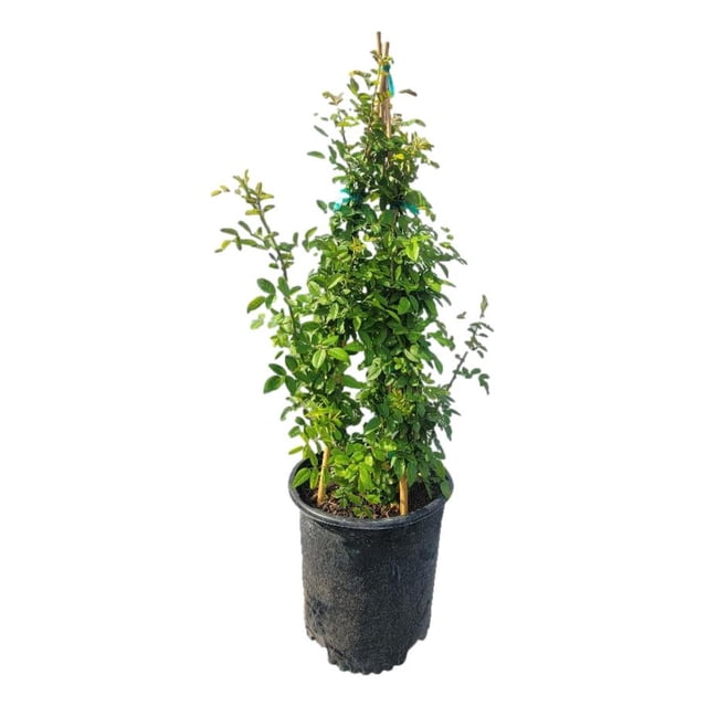 Live Rse Peggy Martin Pink Climbing Rose - Live Plant - 3 Gallon Pot - Walmart.com