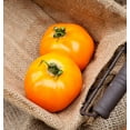 thumbnail image 1 of Pegs Round Orange Heirloom Tomato Premium Seeds Packet, 1 of 1