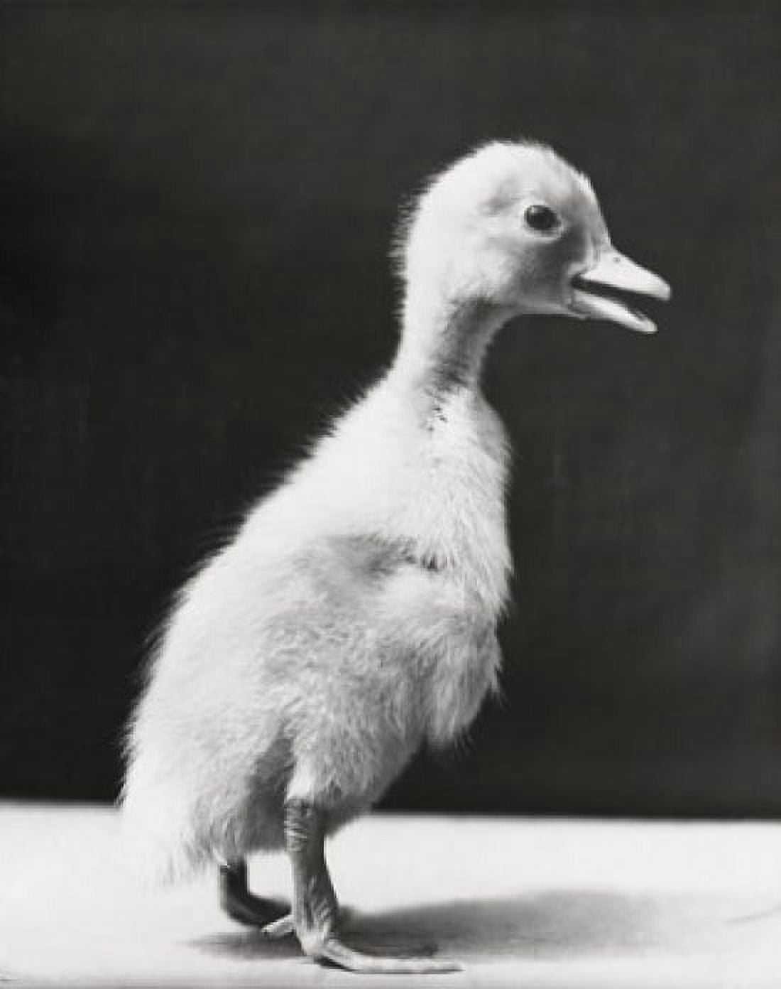 Peking duckling standing Canvas Art - (24 x 36)