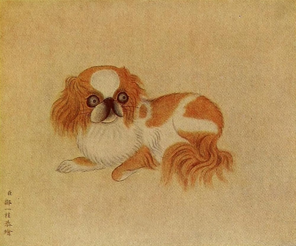 Pekingese dog Dogs of China & Japan in Nature & Art 1921 Canvas Art - Tsou Yi-Kwei (24 x 36)