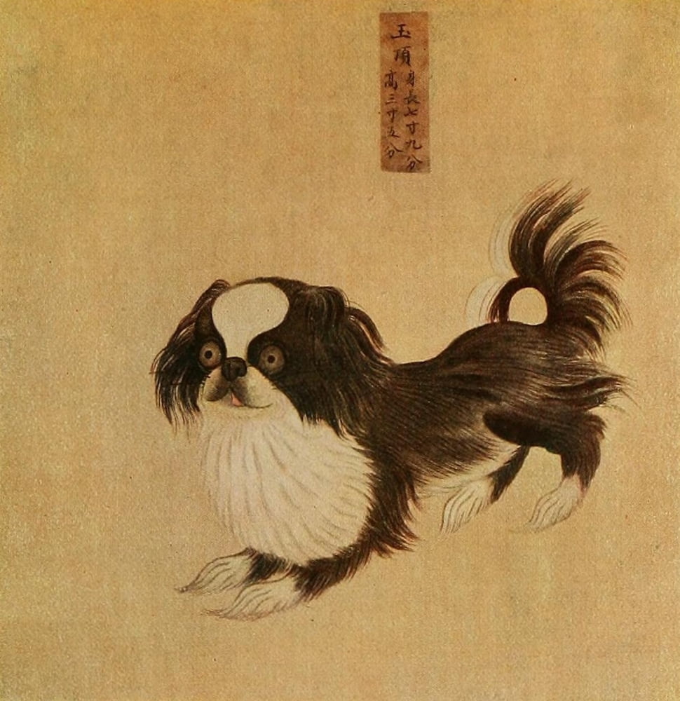 Pekingese dog Dogs of China & Japan in Nature & Art 1921 Canvas Art - Unknown (24 x 36)