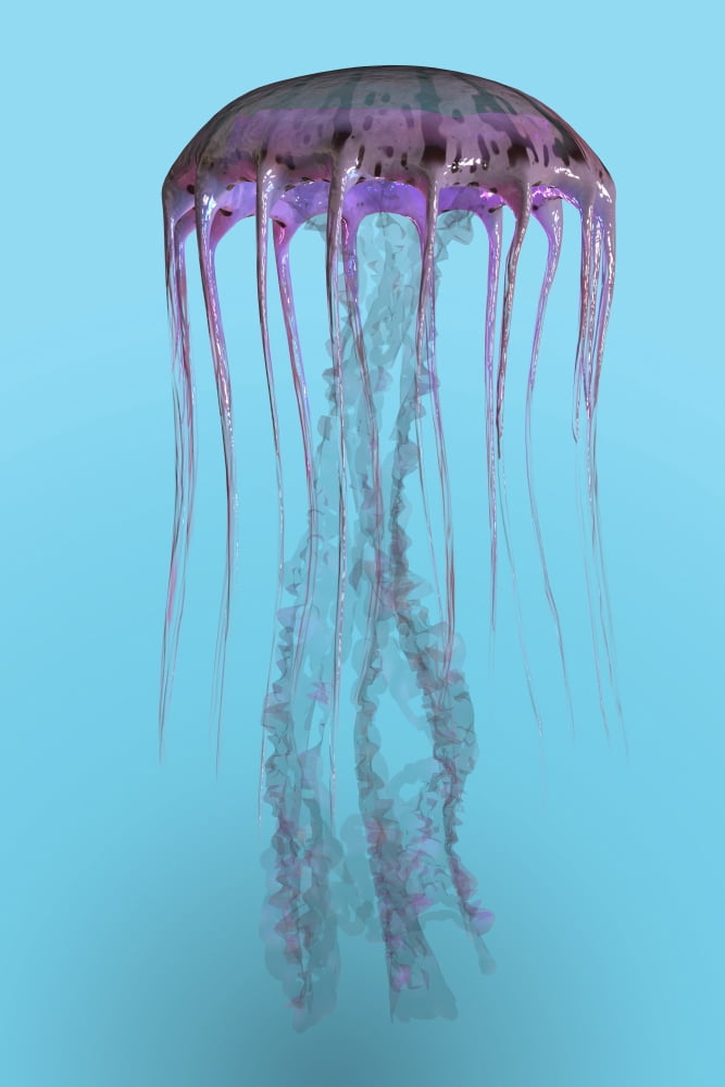 Pelagia noctiluca jellyfish illustration Canvas Art - Corey FordStocktrek Images (12 x 17)