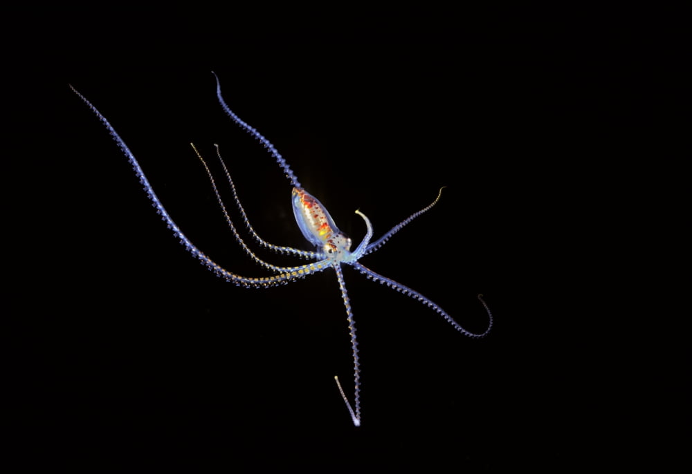 Pelagic species of octopus no more than five inches across at night in Coral Sea Australia Canvas Art - Dave Fleetham Design Pics (18 x 12)