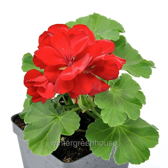 Pelargonium, Calliope Medium Dark Red, Geranium Zonal - Pot Size: 4.5in - Flowers