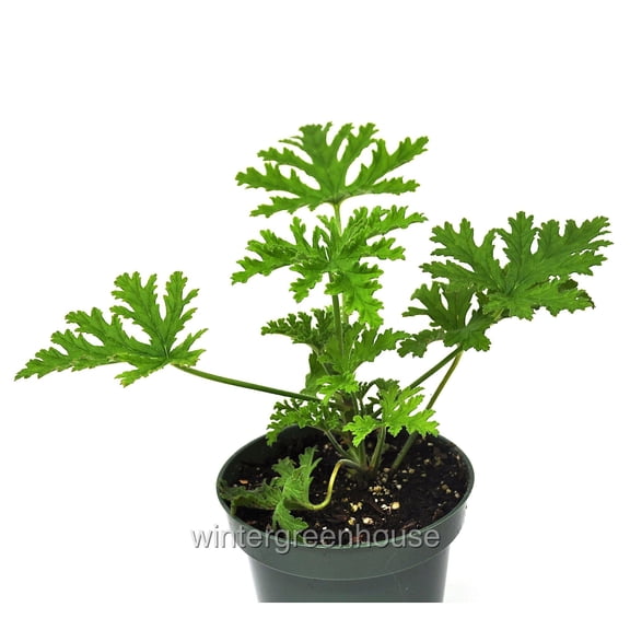 Pelargonium Citrosum, Citronella, Scented Geranium - Pot Size: 4.5" - Fragrant Plants, Plants