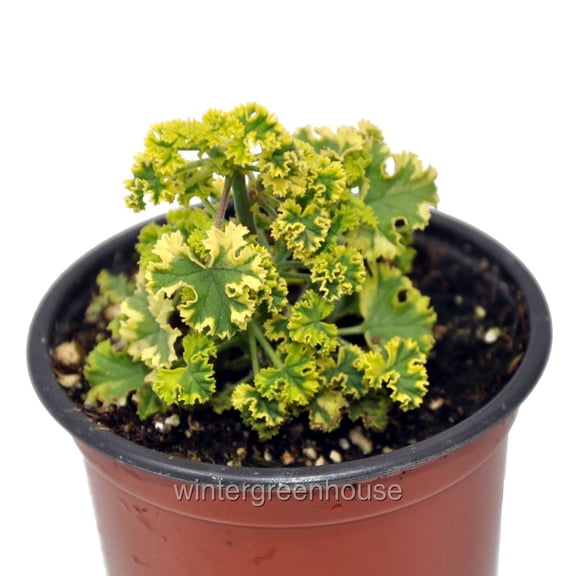 Pelargonium Crispum, Cy's Sunburst, Scented Geranium Variegated - Pot Size: 3" (2.6x3.5") - House Plants