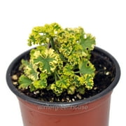 Pelargonium Crispum, Cys Sunburst, Scented Geranium Variegated - Pot Size 3 2.6x3.5 - House Plants