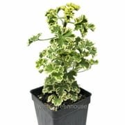 Pelargonium Geranium Prince Rupert Variegated, Scented Geranium - Pot Size: 3" (2.6x3.5") - Bonsai Trees, Colorful Foliage