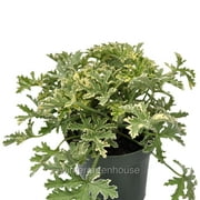 Pelargonium graveolens, Grey Lady Plymouth, Scented Geranium - Pot Size 4.5in - Herbs
