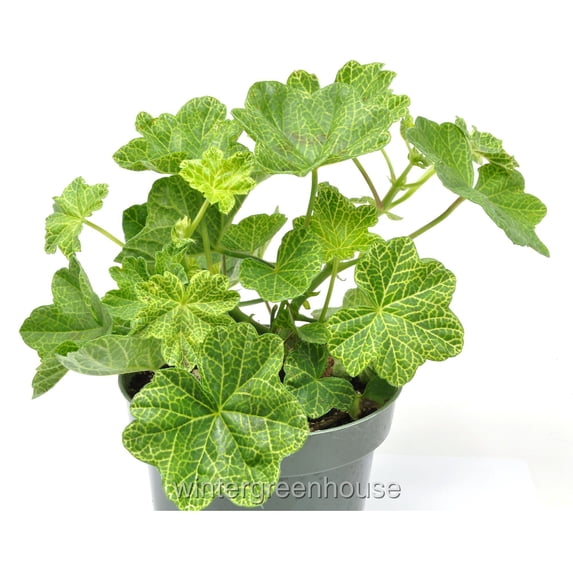Pelargonium peltatum, Crocodile, Ivy Geranium, Ivy Leaved Geranium - Pot Size: 4.5in - Flowers