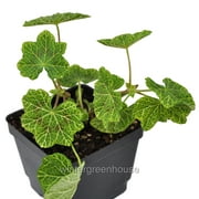 Pelargonium Peltatum, Crocodile, Ivy Geranium, Ivy Leaved Geranium - Pot Size: 4.5" - Colorful Foliage, Flowering Plants