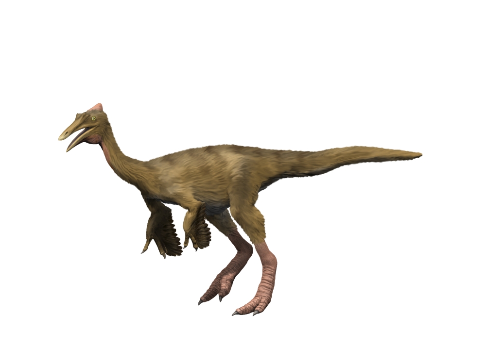 Pelecanimimus polydon Early Cretaceous of Spain Canvas Art - Nobumichi TamuraStocktrek Images (17 x 13)