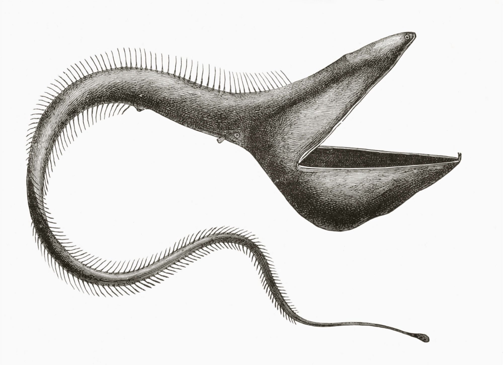 Pelican Eel Or Eurypharynx Pelecanoides Deep Sea Fish Rarely Seen By Humans From El Mundo Ilustrado Published Barcelona Circa 1880 Canvas Art - Ken Welsh Design Pics (34 x 24)