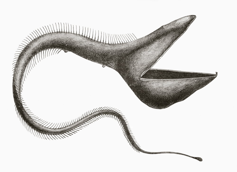 Pelican Eel Or Eurypharynx Pelecanoides Deep Sea Fish Rarely Seen By Humans From El Mundo Ilustrado Published Barcelona Circa 1880 Canvas Art - Ken Welsh  Design Pics (17 x 12)