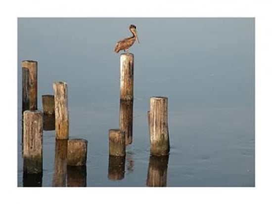 Pelican I Canvas Art - Bruce Nawrocke (18X24)