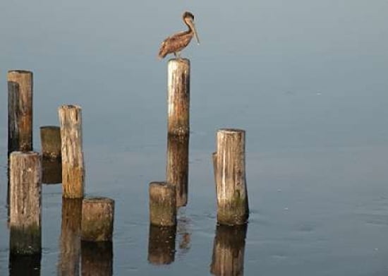 Pelican I Canvas Art - Bruce Nawrocke (18X24)