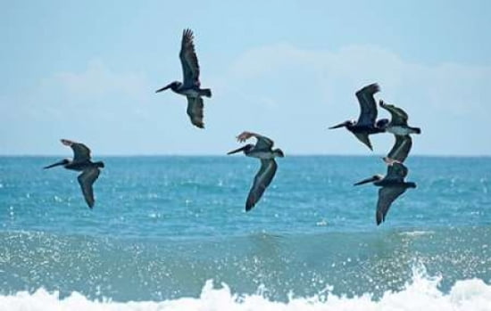 Pelican II Canvas Art - Bruce Nawrocke  (24X36)