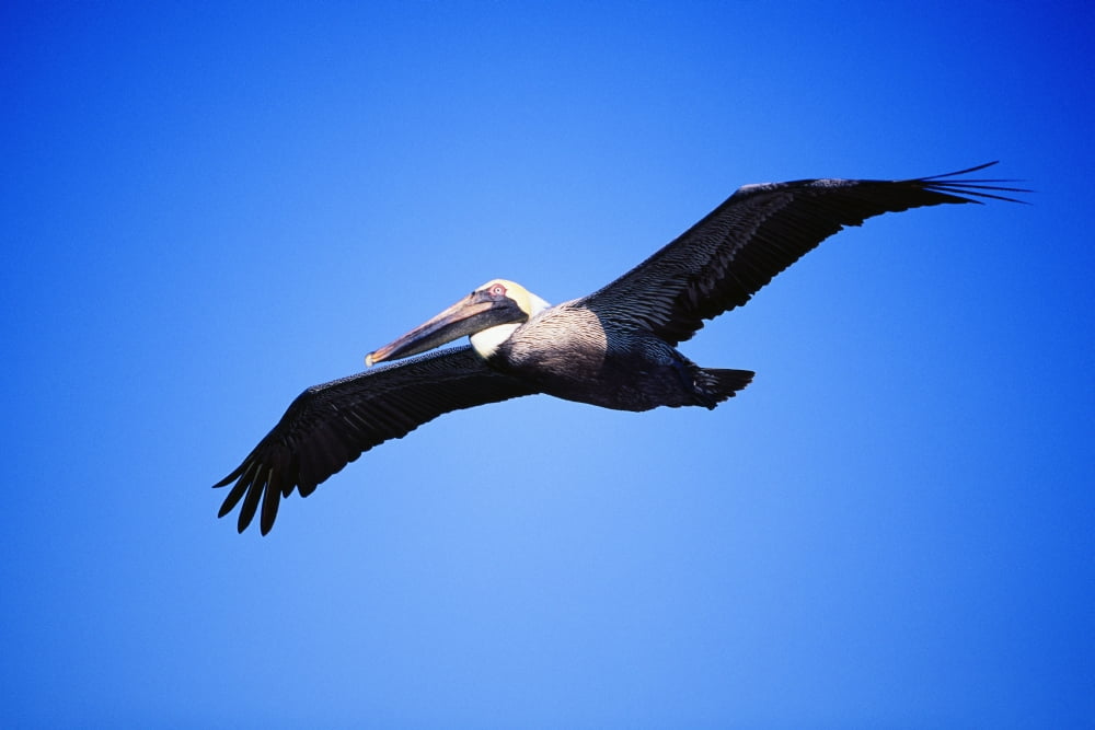 Pelican In Flight Canvas Art - Alan Marsh Design Pics (18 x 12)