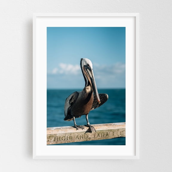 Pelican, Oceanside 01 - Oceanside California Photography Coastal Ocean Nature Bird Beach Seascape White Framed Wall Art Print 5 x 7 inches