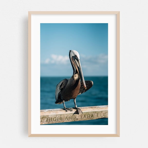 Pelican, Oceanside 01 - Oceanside California Photography Oak Framed Wall Art Print 12 x 18 inches