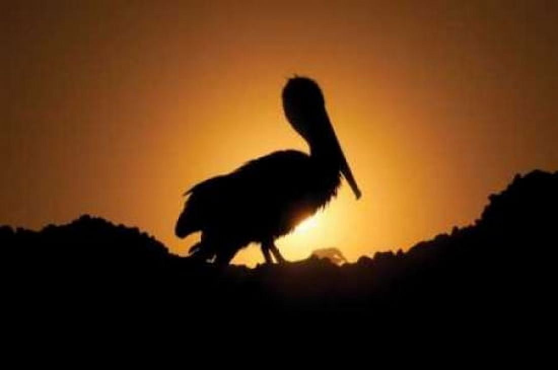 Pelican Silhouette I Canvas Art - Erin Berzel (20 x 28)