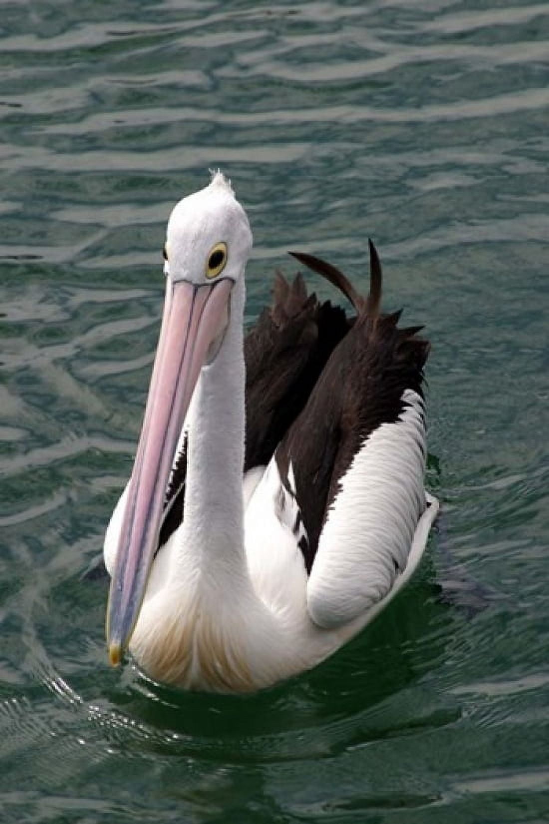 Pelican Sydney Harbor Australia Canvas Art - David Wall DanitaDelimont (24 x 36)