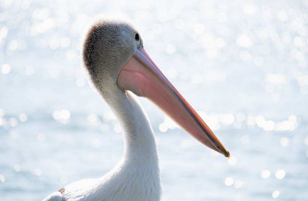 Pelican at the water Queensland Australia Canvas Art - John Short Design Pics (38 x 24)