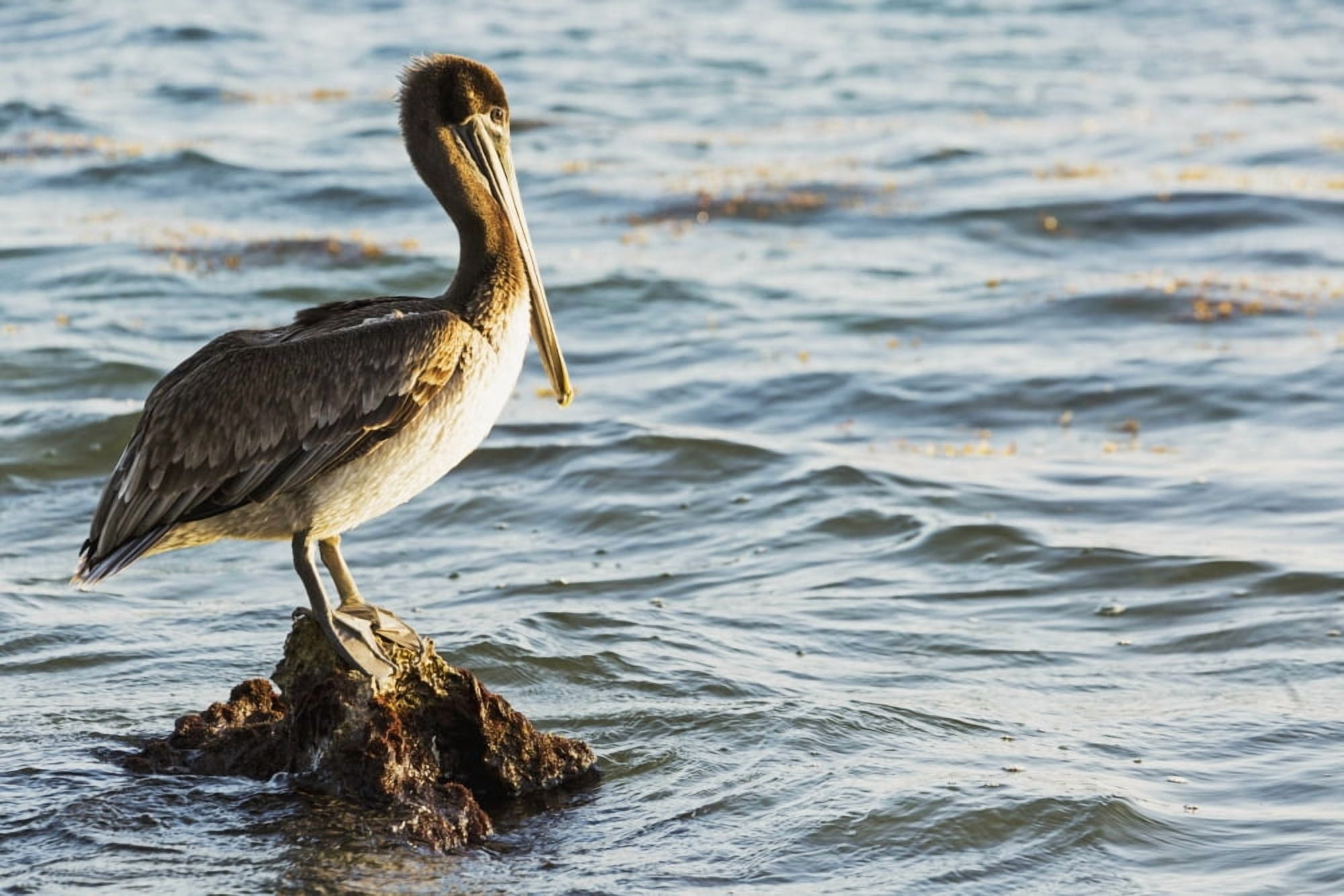 Pelican perched on a rock in the water Akumal Quintana Roo Mexico Canvas Art - Michael Interisano Design Pics (38 x 24)