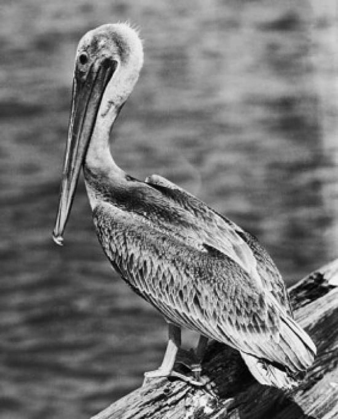 Pelican perching on a rock Canvas Art - (18 x 24)