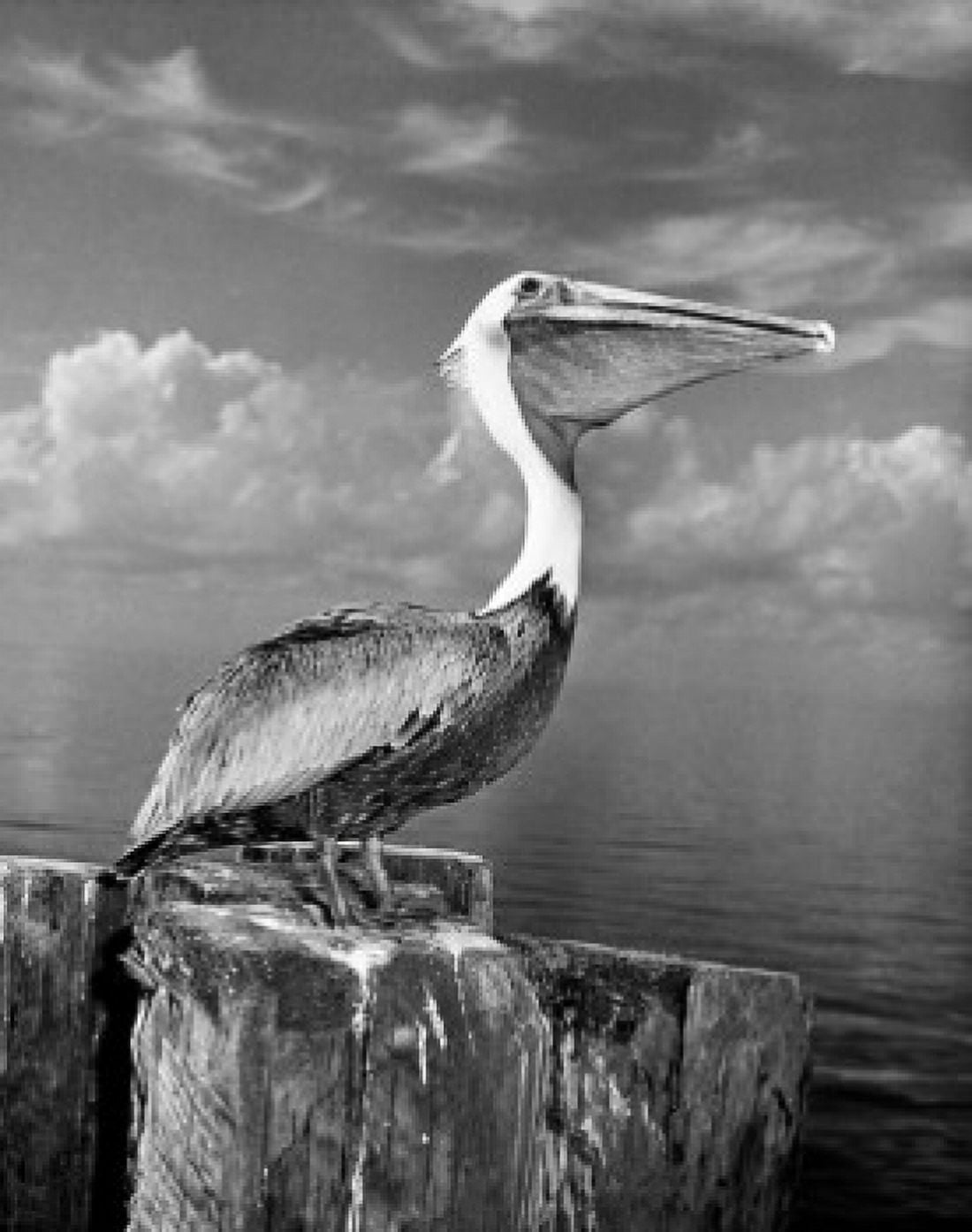 Pelican perching on wooden breakwater Canvas Art - (18 x 24)