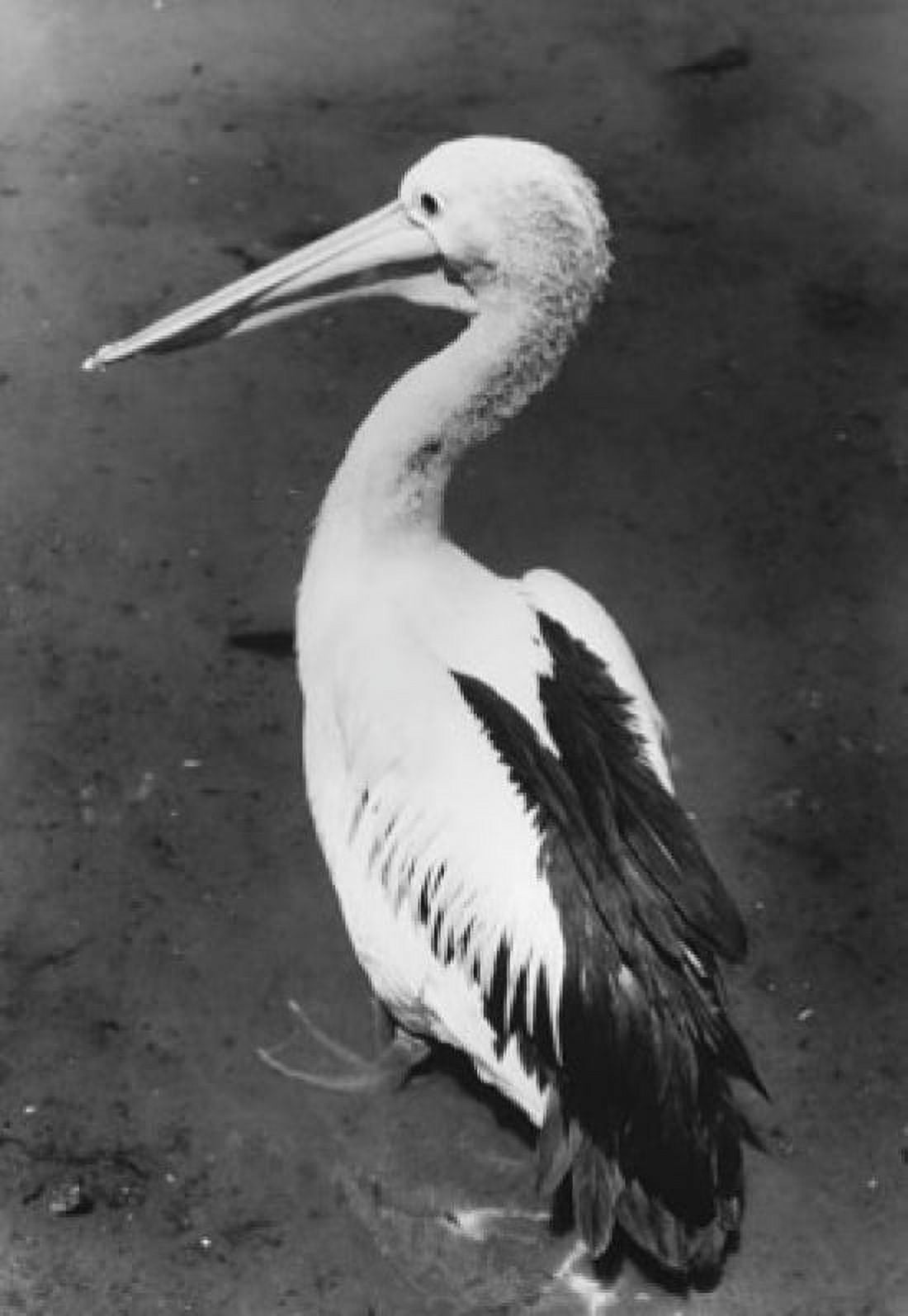 Pelican standing in water Canvas Art - (18 x 24)