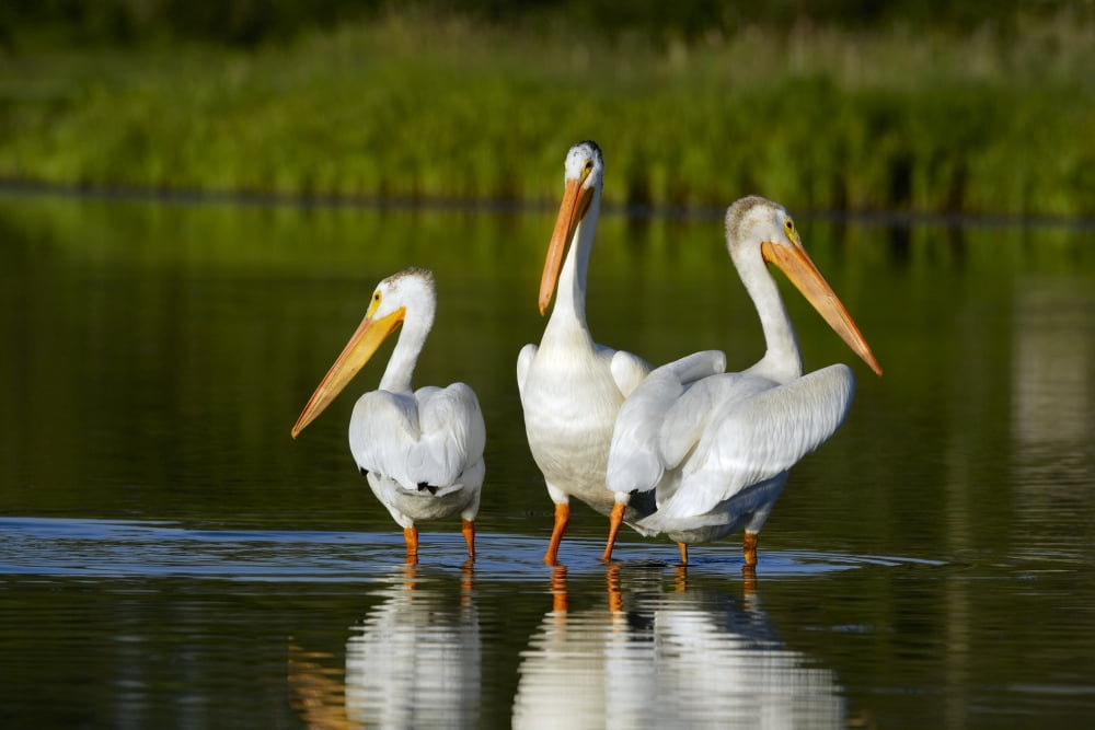 Pelicans In The Water Canvas Art - Richard Wear Design Pics (17 x 11)