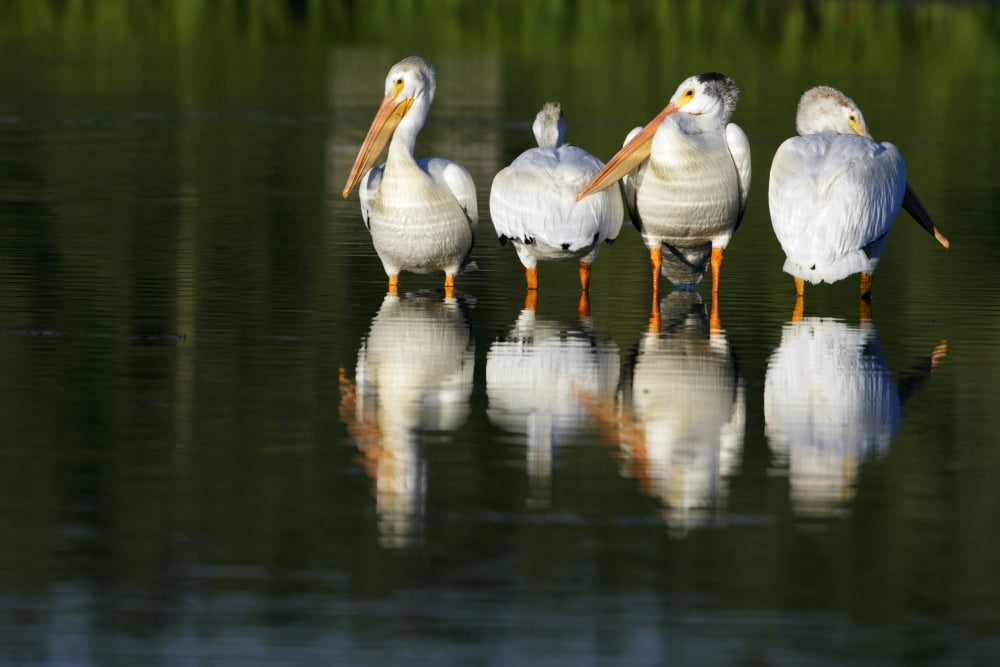 Pelicans In Water Canvas Art - Richard Wear Design Pics (17 x 11)