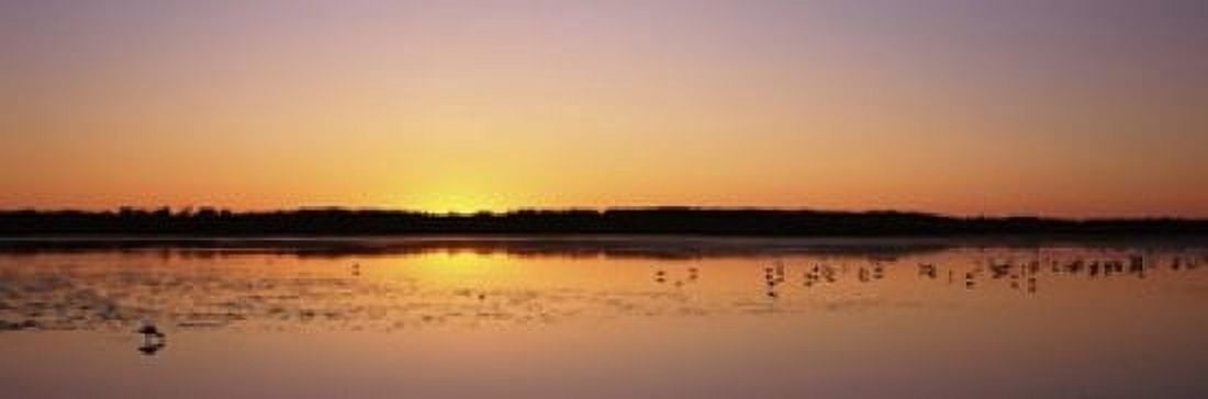 Pelicans and other wading birds at sunset JN Ding Darling National Wildlife Refuge Sanibel Island Florida USA Canvas Art - Panoramic Images (18 x 6)
