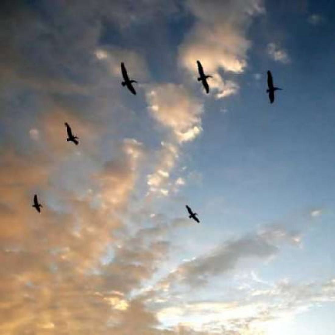 Pelicans at Sunset Canvas Art - Rita Crane (24 x 24)